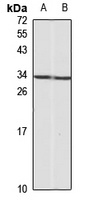 CD236 Rabbit Polyclonal Antibody
