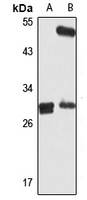HDGFRP3 Antibody