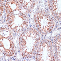 Anti-HIGD1A Antibody