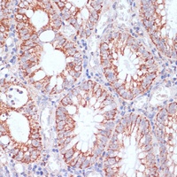 HIGD1A antibody