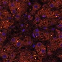 Anti-HMGCS2 Antibody