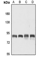 CD168 Rabbit Polyclonal Antibody