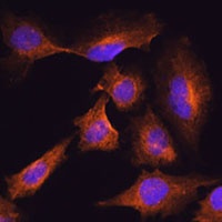 Anti-HOOK3 Antibody
