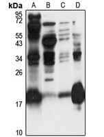 HPCAL4 Antibody