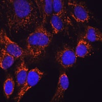 HPS-4 antibody