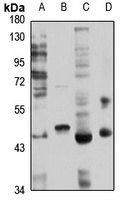 Histamine H4 Receptor Rabbit Polyclonal Antibody