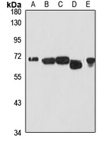 HSP70 Rabbit Polyclonal Antibody