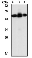 IBSP Rabbit Polyclonal Antibody
