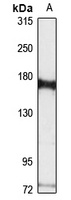 IBTK Rabbit Polyclonal Antibody