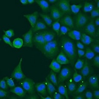 IFN-alpha 4 Rabbit Polyclonal Antibody