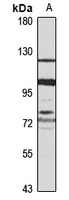 IGSF3 Antibody