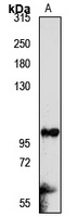 INPP4B Antibody