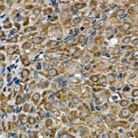 INSIG2 antibody