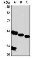 IST1 Rabbit Polyclonal Antibody