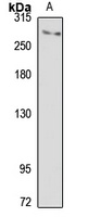 ITPR3 Antibody