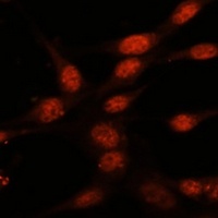 Anti-MOZ Antibody