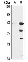 KCNN1 Antibody