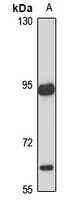 KCNQ2 Antibody