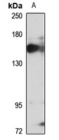 KDM3A Antibody