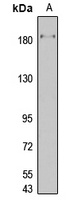 RBP2 Rabbit Polyclonal Antibody