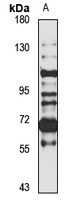 Rubicon Rabbit Polyclonal Antibody