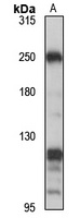 KIF13A Antibody