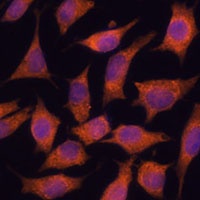 Anti-KIF13A Antibody