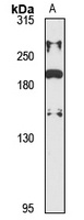 KIF21A Antibody