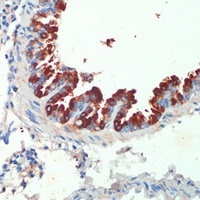 Anti-KIF5B Antibody