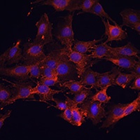 Anti-KIF5B Antibody