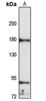 KIF7 Antibody