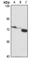 KLC2 Rabbit Polyclonal Antibody