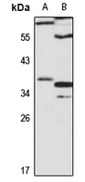KLF7 Antibody