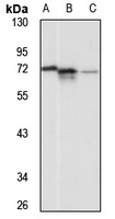 KLHL15 Rabbit Polyclonal Antibody
