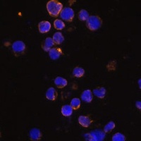 KLRC4 antibody