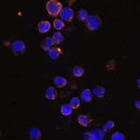 Anti-KLRC4 Antibody