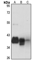 TGF beta 4 Antibody
