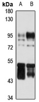 Gros1 Antibody