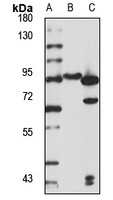 LETM1 Rabbit Polyclonal Antibody