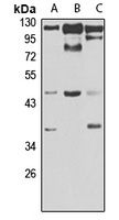 Lunatic Fringe Rabbit Polyclonal Antibody