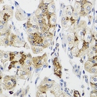 Lunatic Fringe Rabbit Polyclonal Antibody
