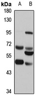 Legumain Antibody