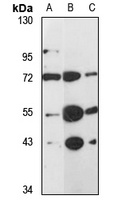LHX3 Rabbit Polyclonal Antibody