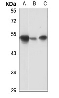 LIPH Rabbit Polyclonal Antibody