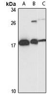 LMO2 Rabbit Polyclonal Antibody