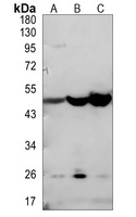 EDG4 Antibody