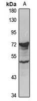 LPO Rabbit Polyclonal Antibody