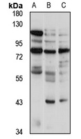 LRRTM4 Antibody