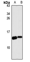 Lysozyme C Antibody