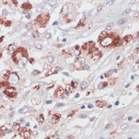 Lysozyme C Antibody